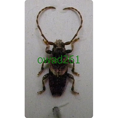 Pogonocherus hispidus (Linnaeus, 1758) Kozulka kolcokrywka